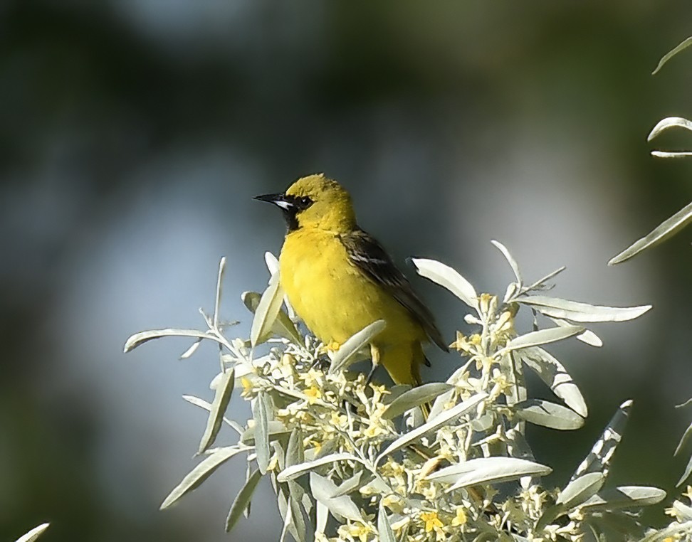 Orchard Oriole - ML620301270