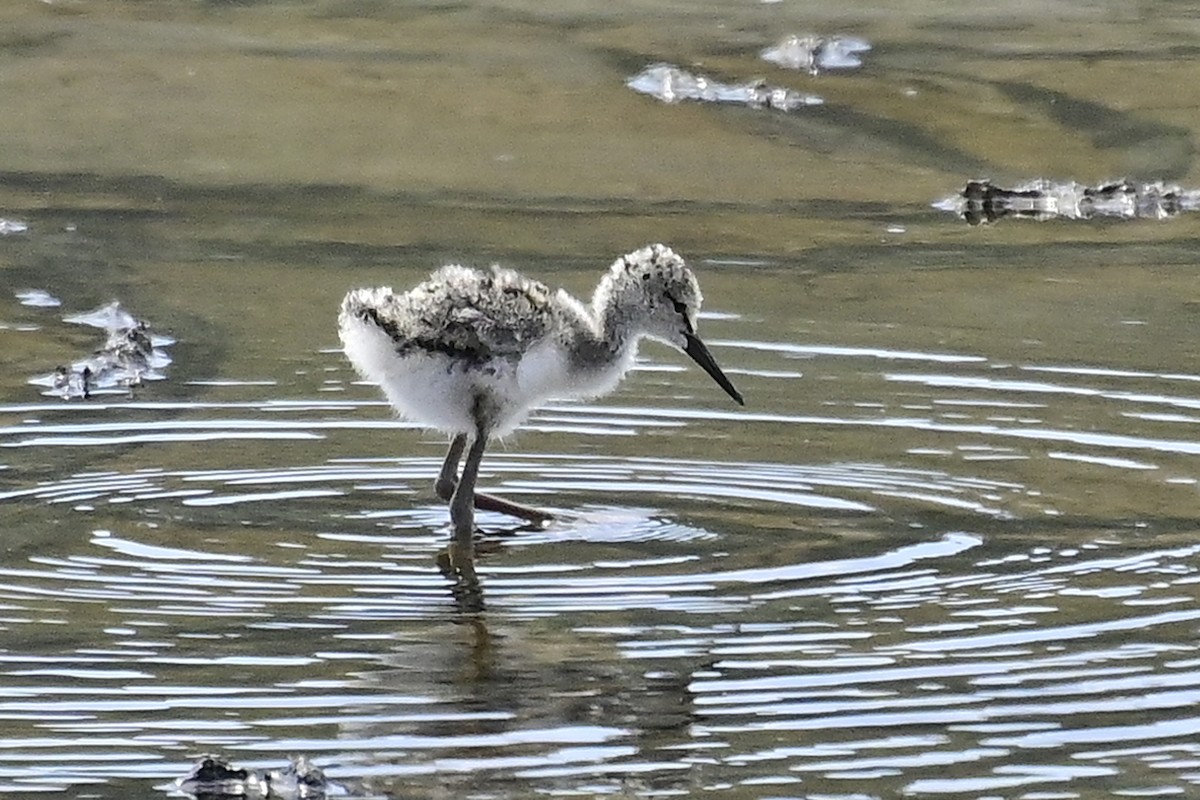 Black-winged Stilt - ML620301274