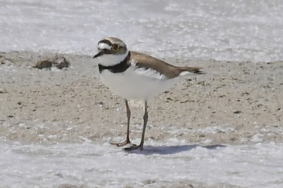 Little Ringed Plover - ML620301276