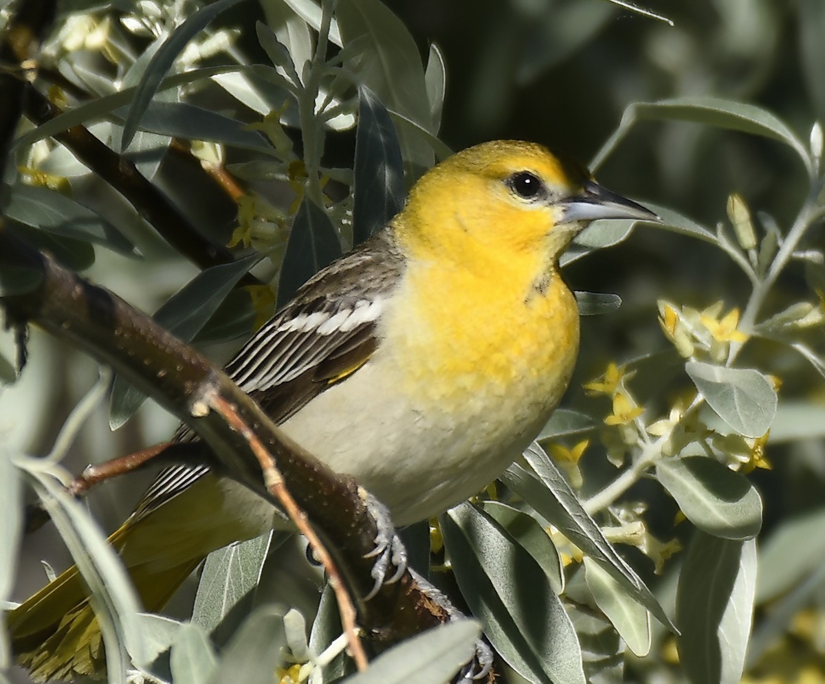 Bullock's Oriole - ML620301277