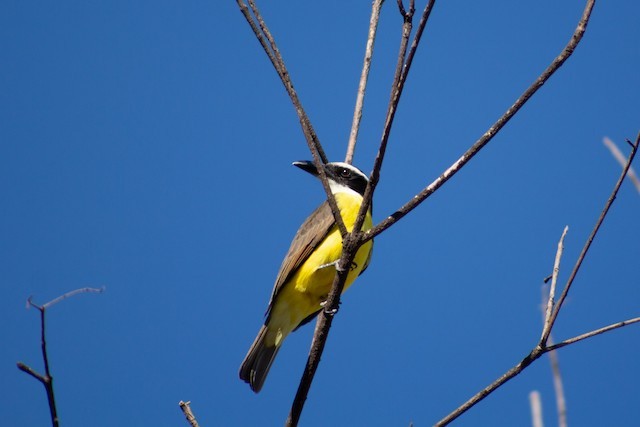 Boat-billed Flycatcher - ML620301282