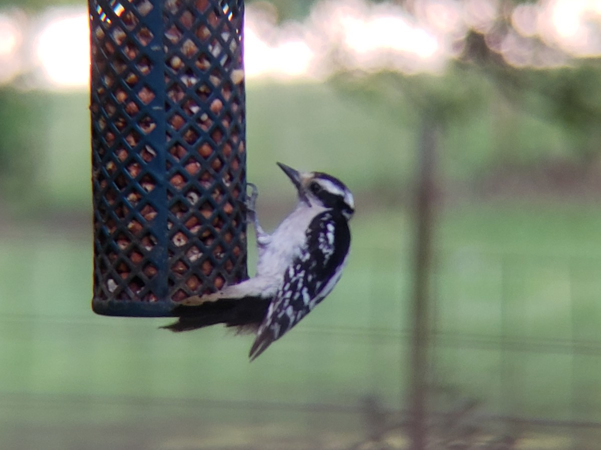 Hairy Woodpecker - ML620301283