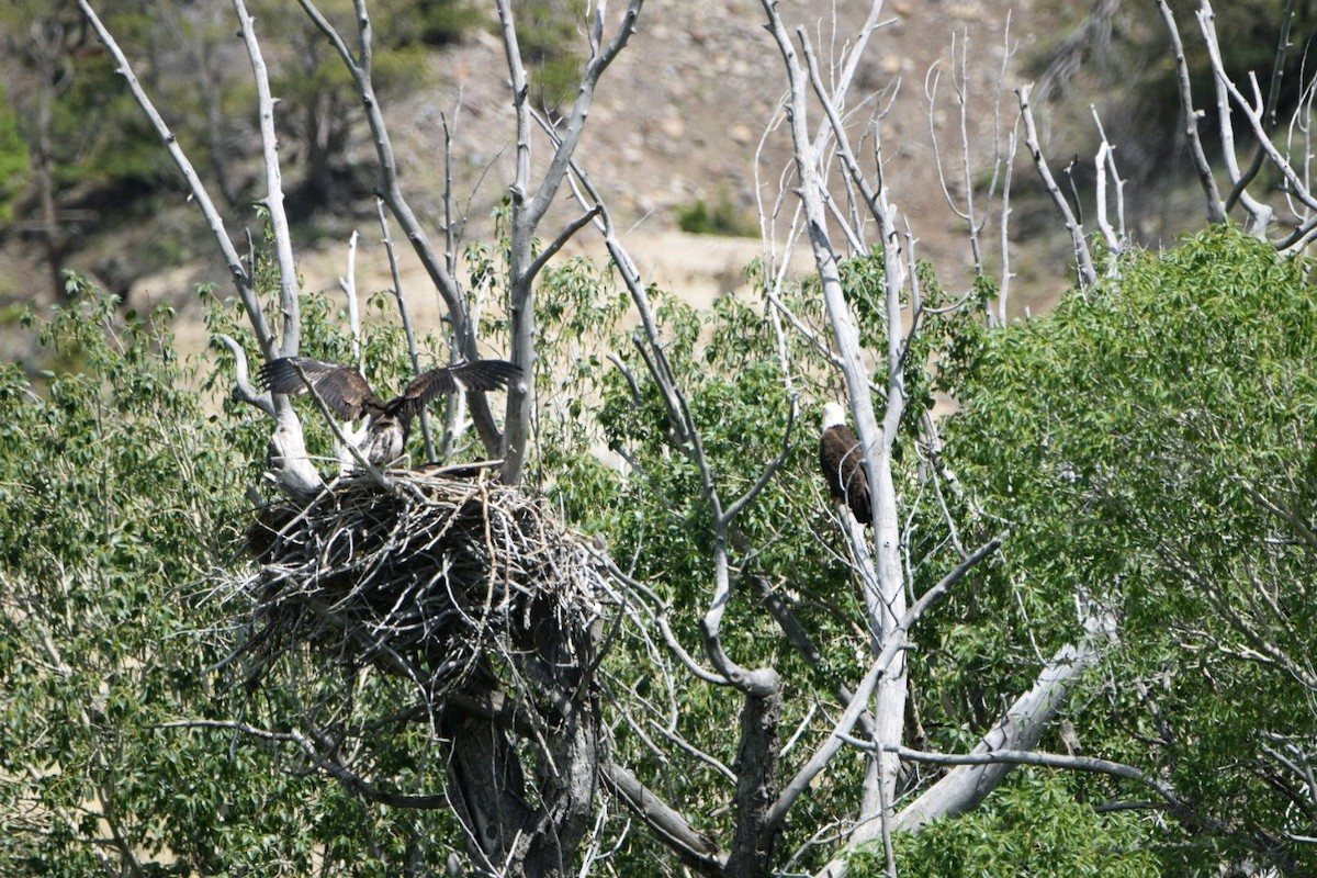 Bald Eagle - ML620301285