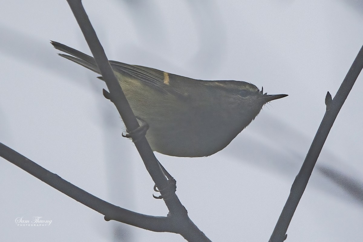 Buff-barred Warbler - ML620301286