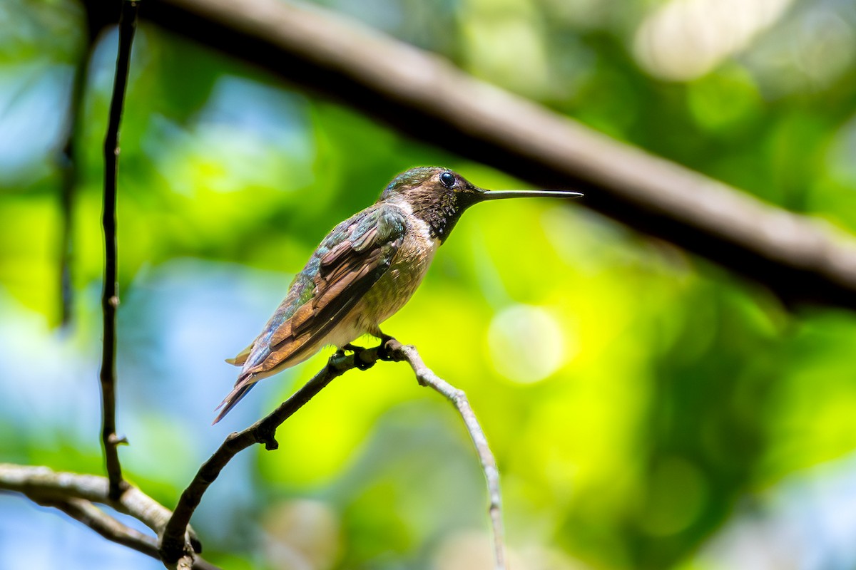 Ruby-throated Hummingbird - ML620301287