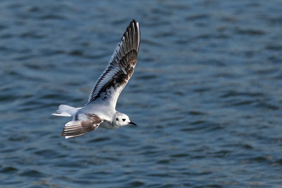 Little Gull - ML620301290