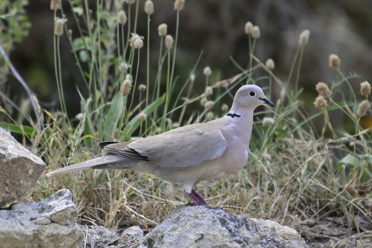 Eurasian Collared-Dove - ML620301298