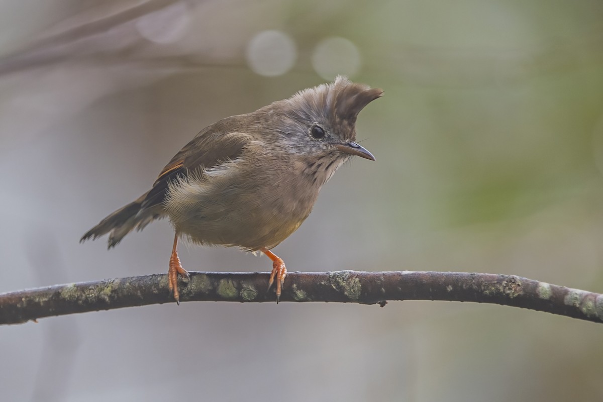 Stripe-throated Yuhina - ML620301299