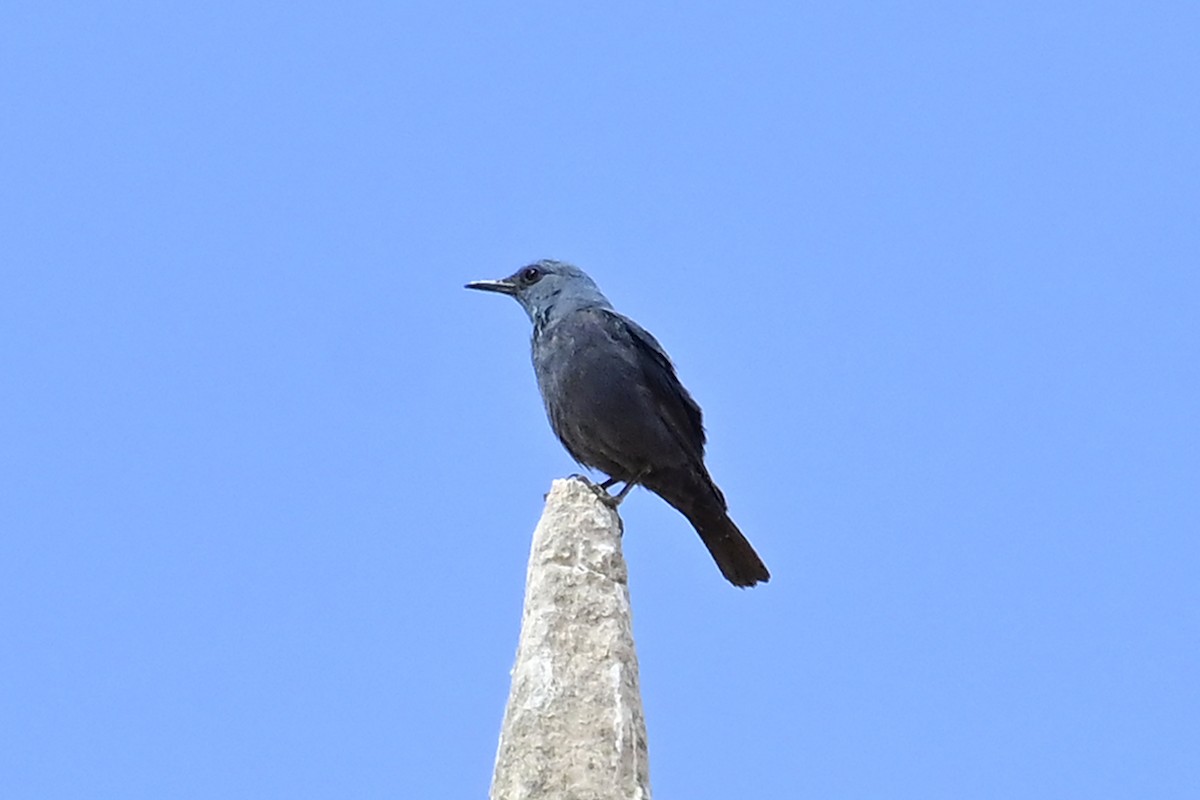 Blue Rock-Thrush - ML620301300