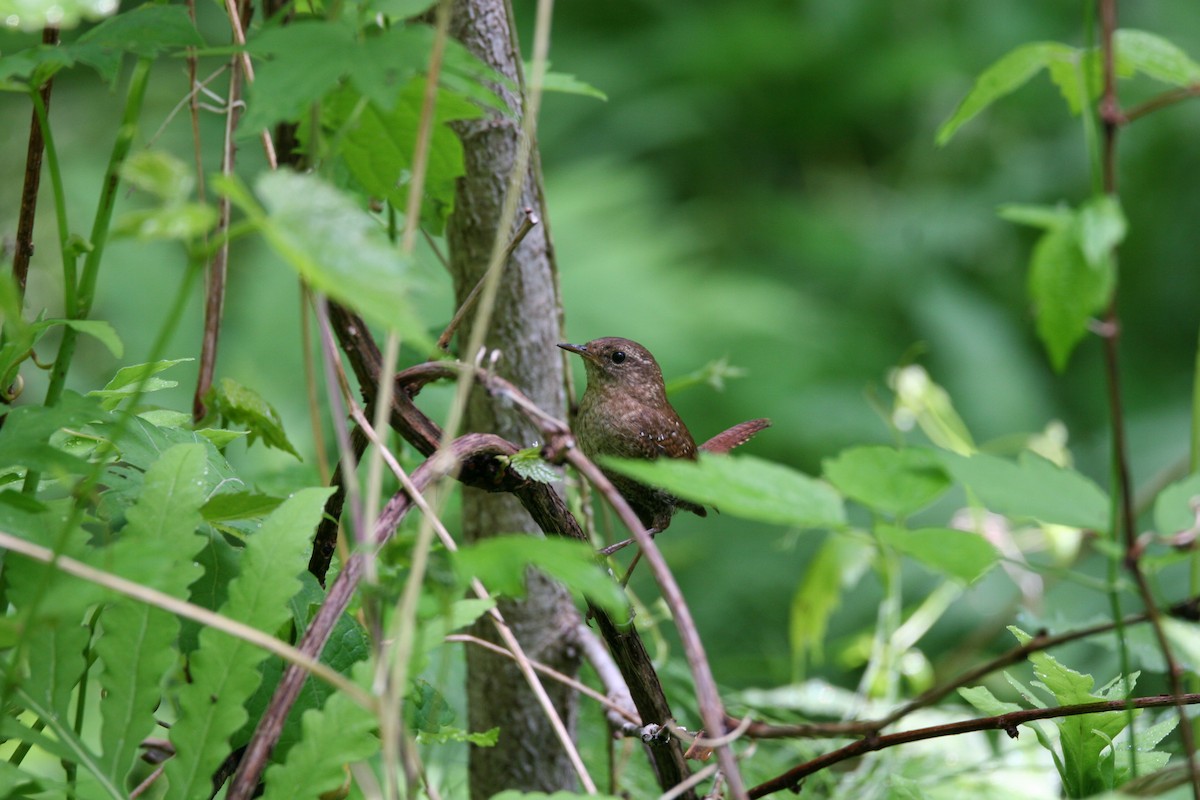 Winter Wren - ML620301310