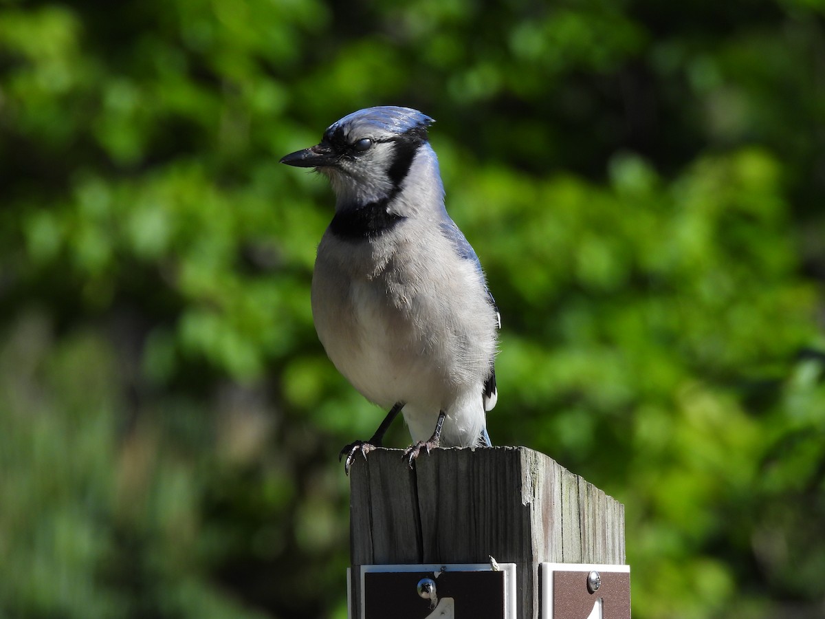 Blue Jay - ML620301314