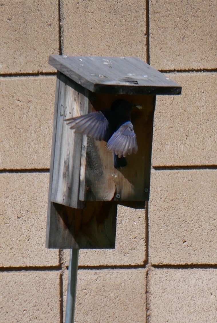 Western Bluebird - ML620301316