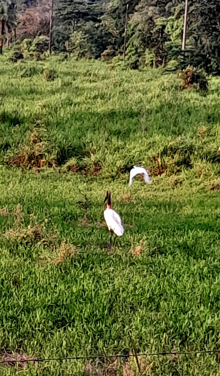 čáp jabiru - ML620301319