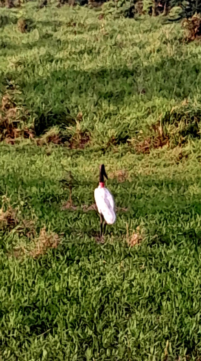 Jabiru - ML620301320