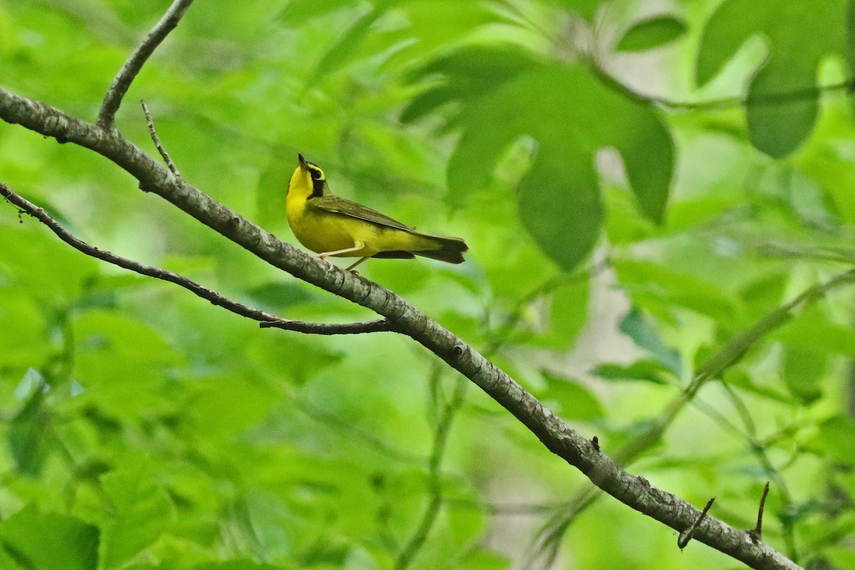 Kentucky Warbler - ML620301323