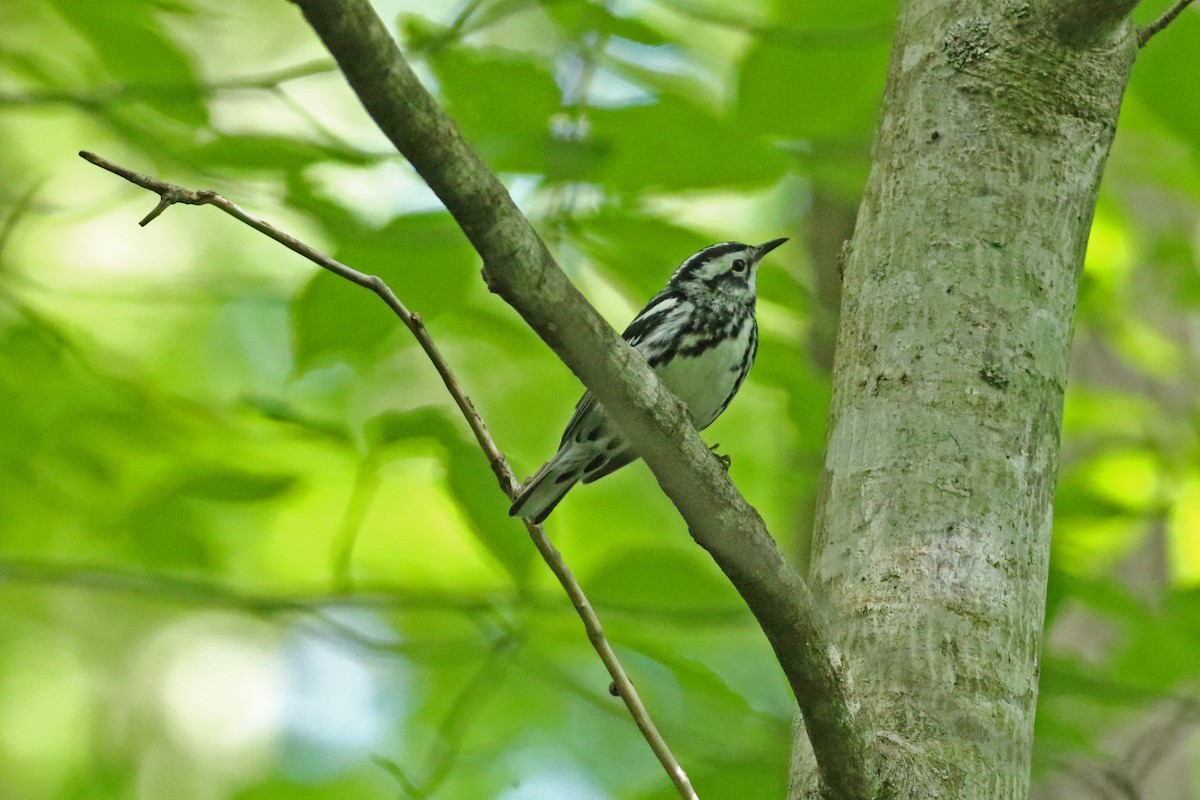 Black-and-white Warbler - ML620301327