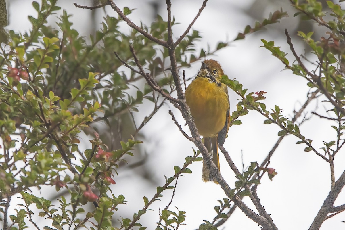 Chestnut-tailed Minla - ML620301328