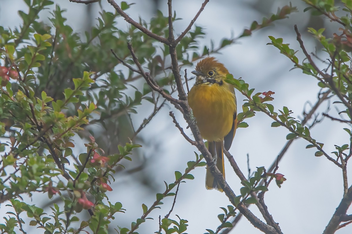 Chestnut-tailed Minla - ML620301330