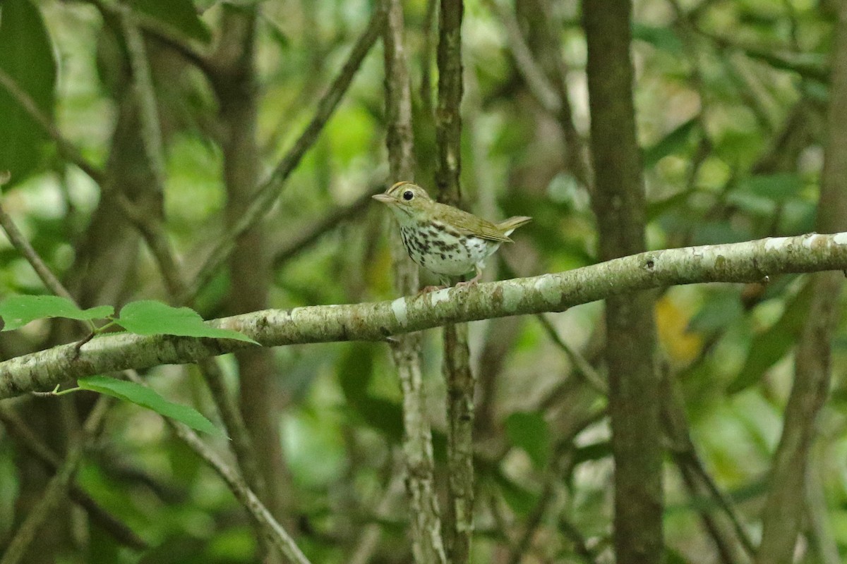 Paruline couronnée - ML620301334