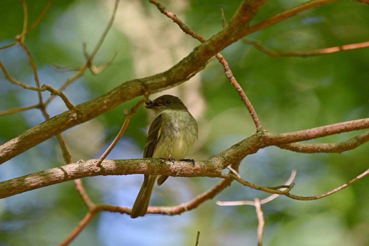 Eastern Phoebe - ML620301335