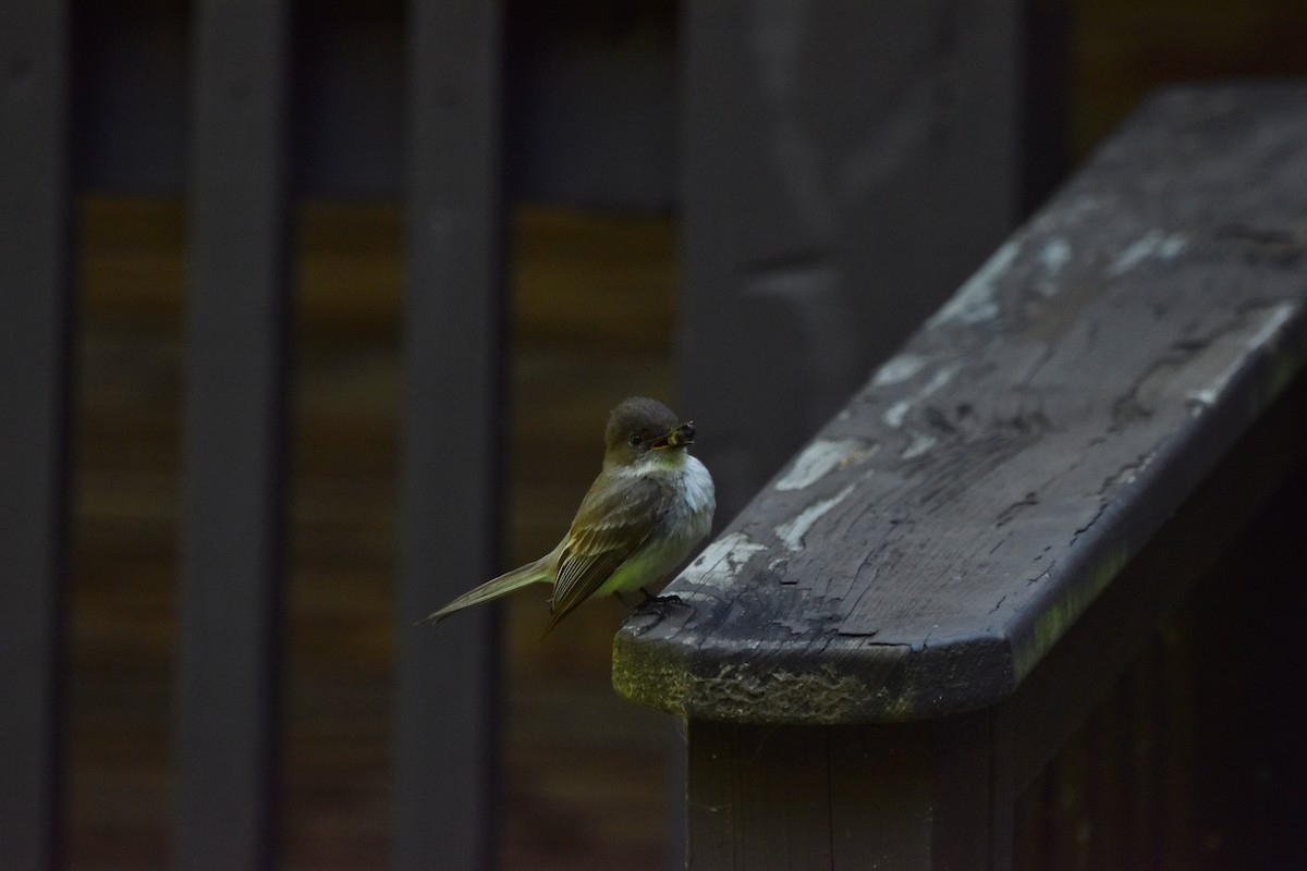 Eastern Phoebe - ML620301336