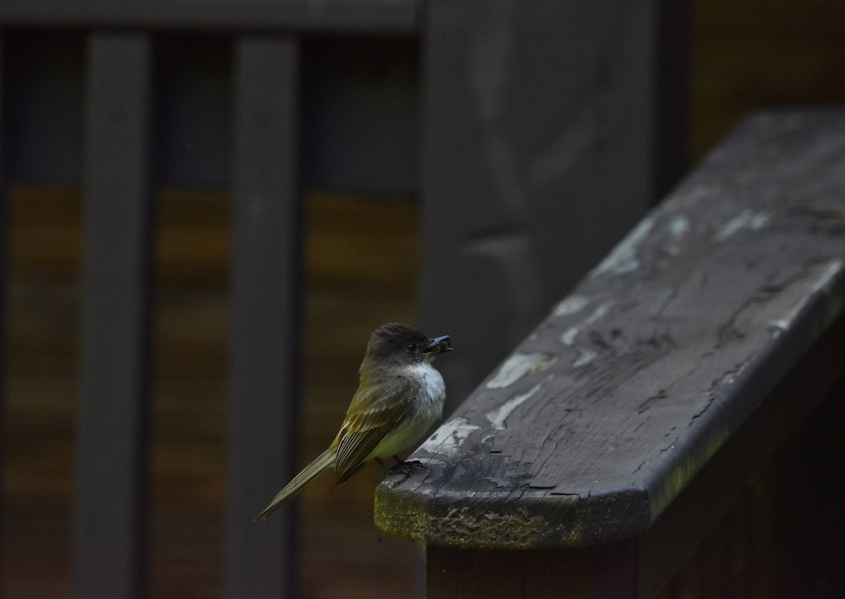 Eastern Phoebe - ML620301337