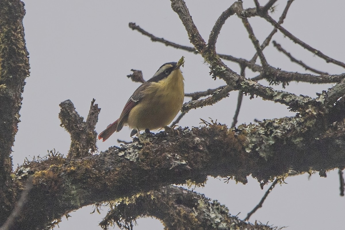 Red-tailed Minla - ML620301341