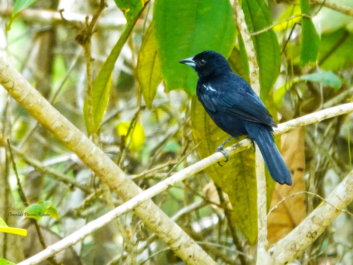 White-lined Tanager - ML620301346