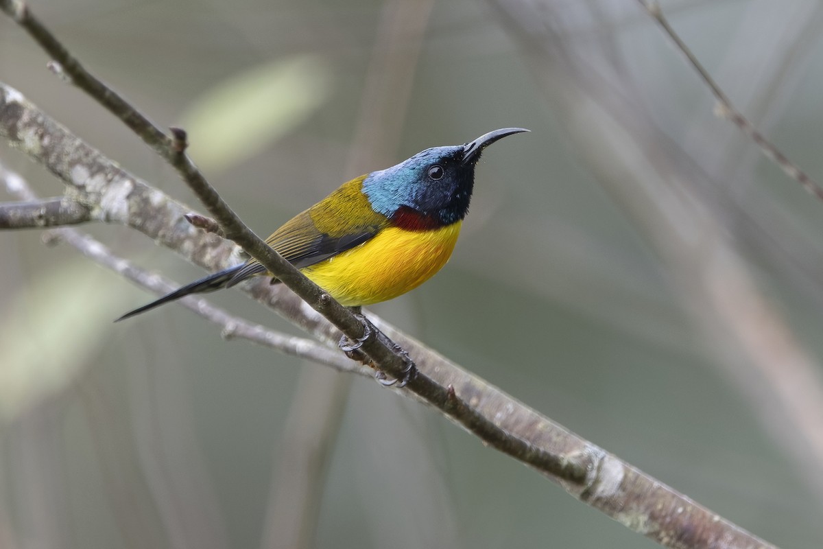 Green-tailed Sunbird - ML620301350