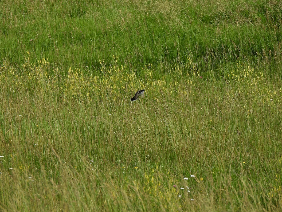 Eastern Kingbird - ML620301357