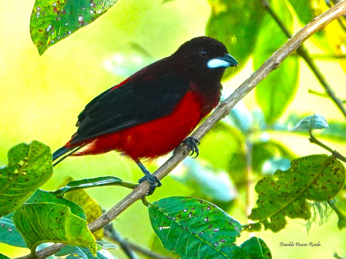 Crimson-backed Tanager - ML620301360