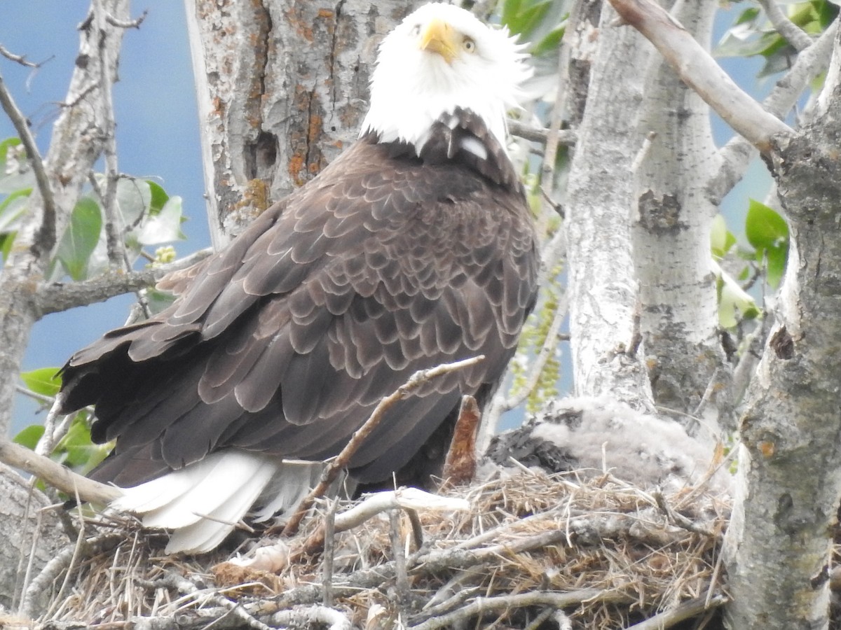 Bald Eagle - ML620301361