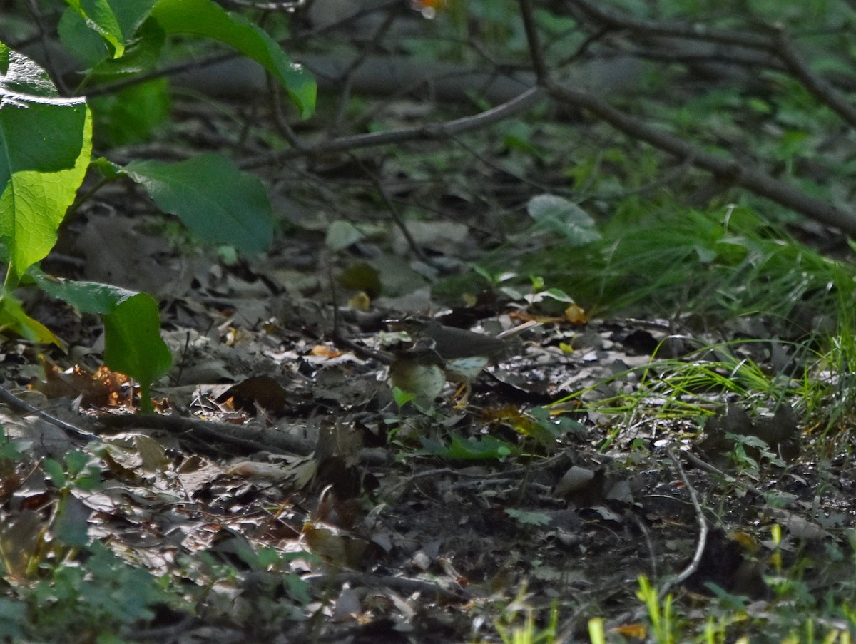 Louisiana Waterthrush - ML620301364