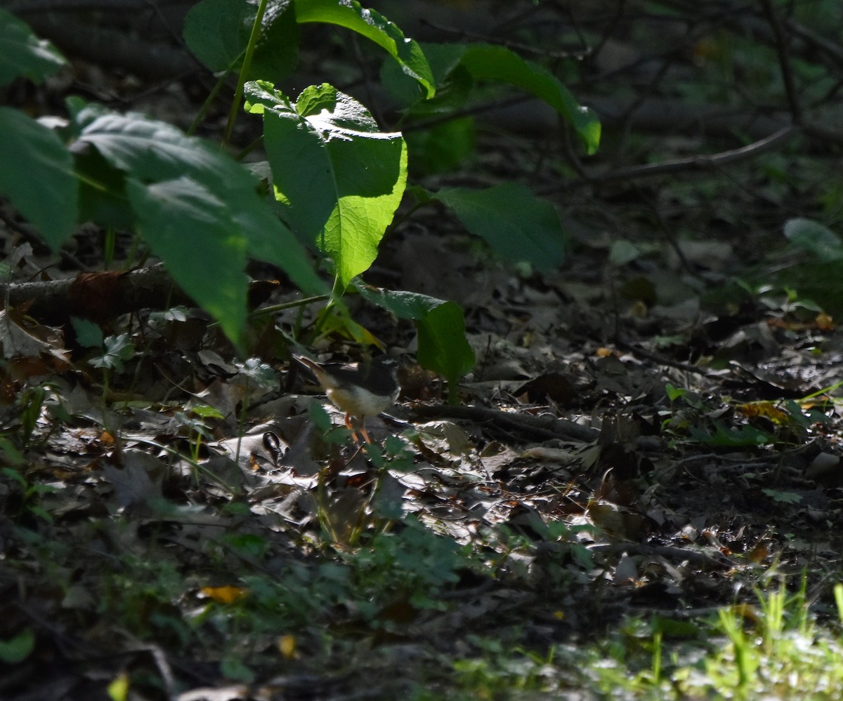 Louisiana Waterthrush - ML620301365