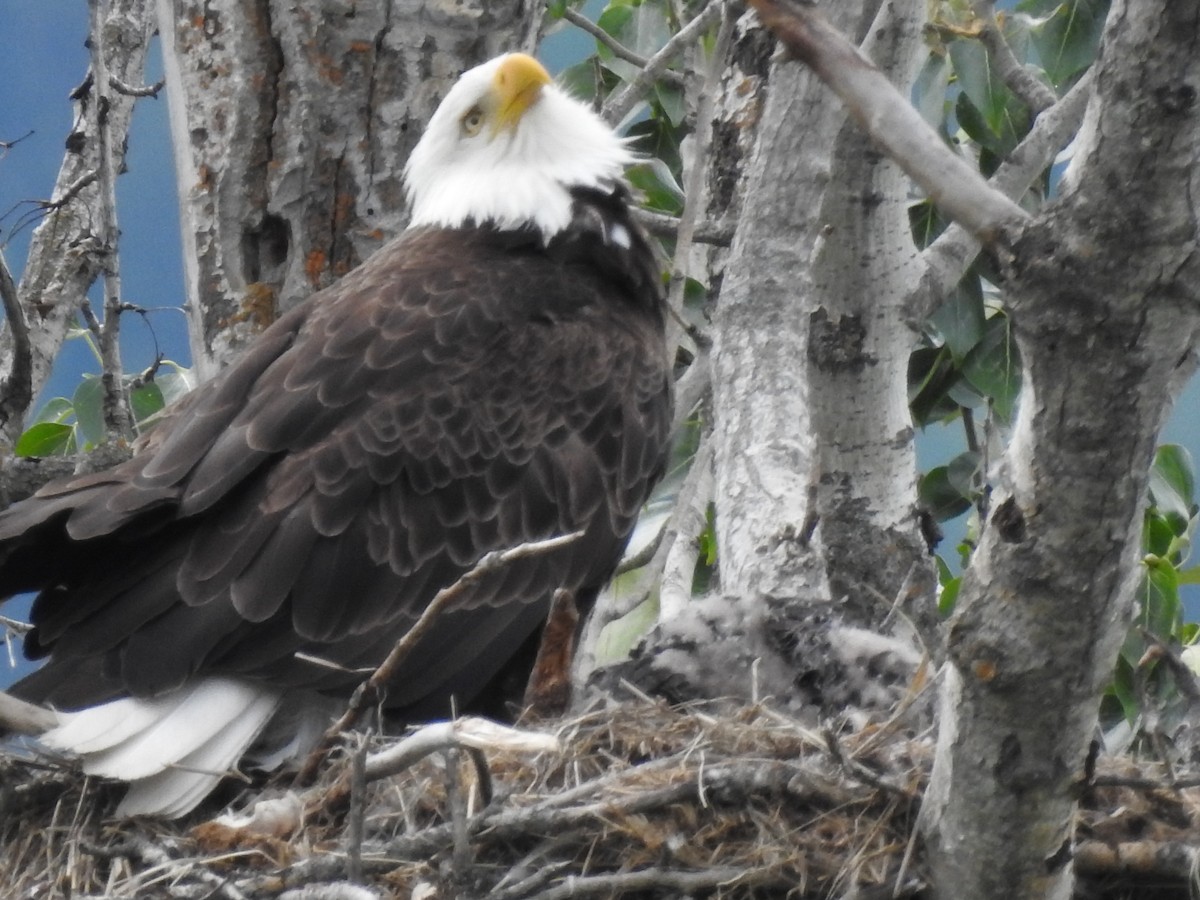 Weißkopf-Seeadler - ML620301366