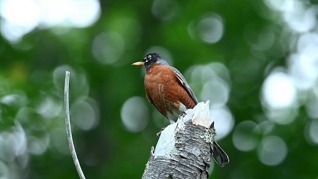 American Robin - ML620301369