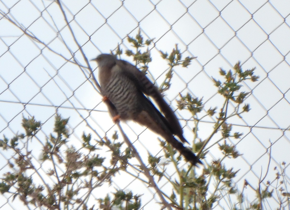 Common Cuckoo - ML620301371