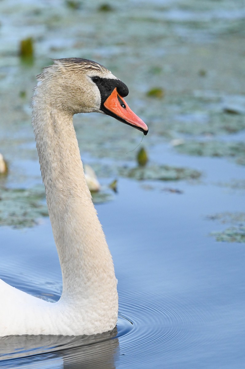 Mute Swan - Dan O'Brien