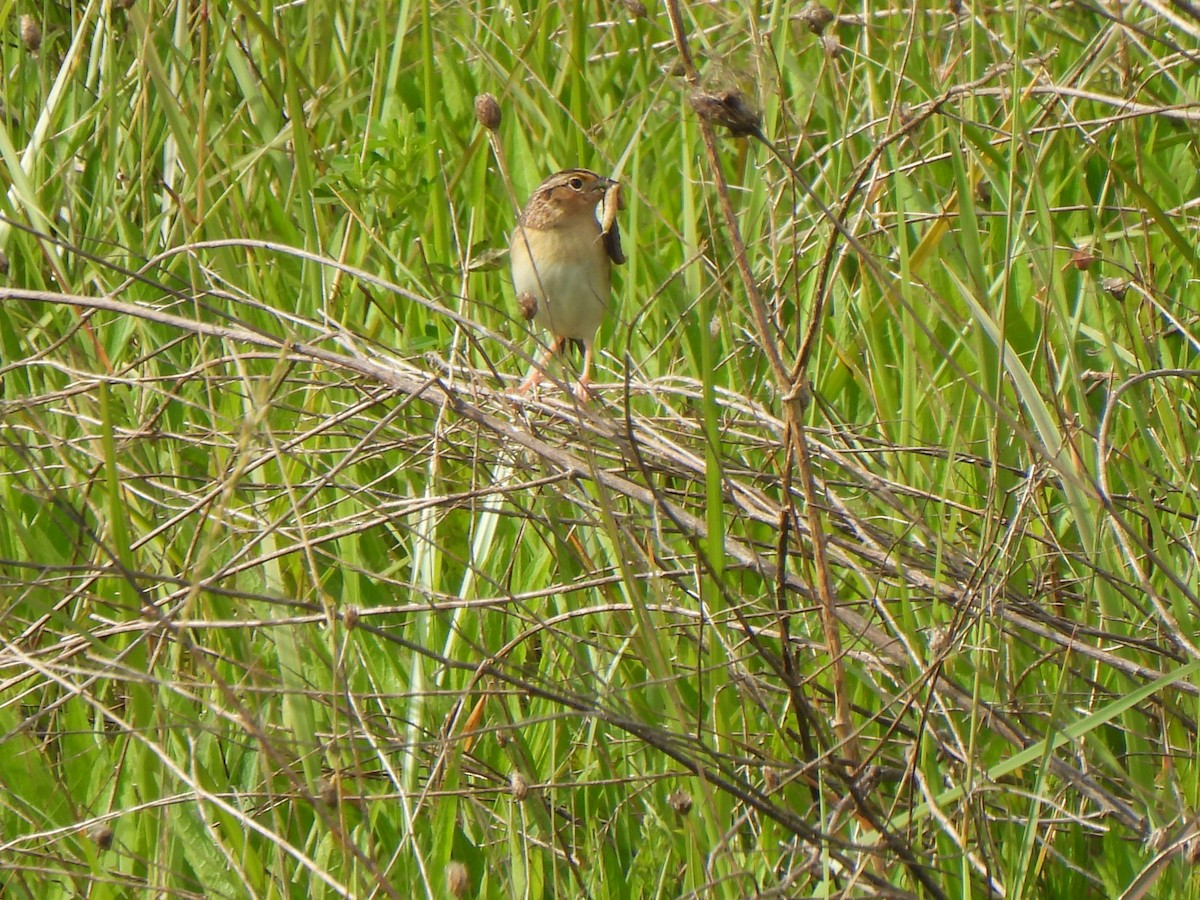Grasshopper Sparrow - ML620301376