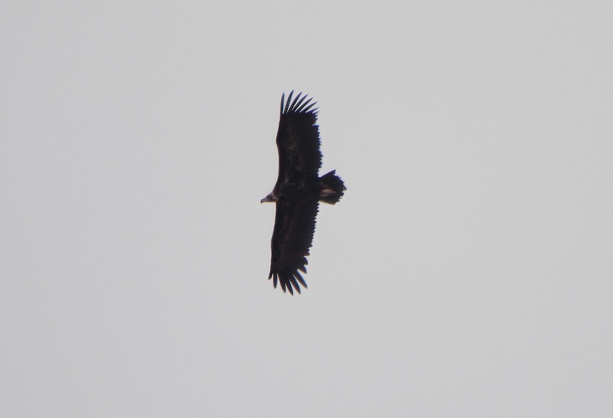 Cinereous Vulture - ML620301377