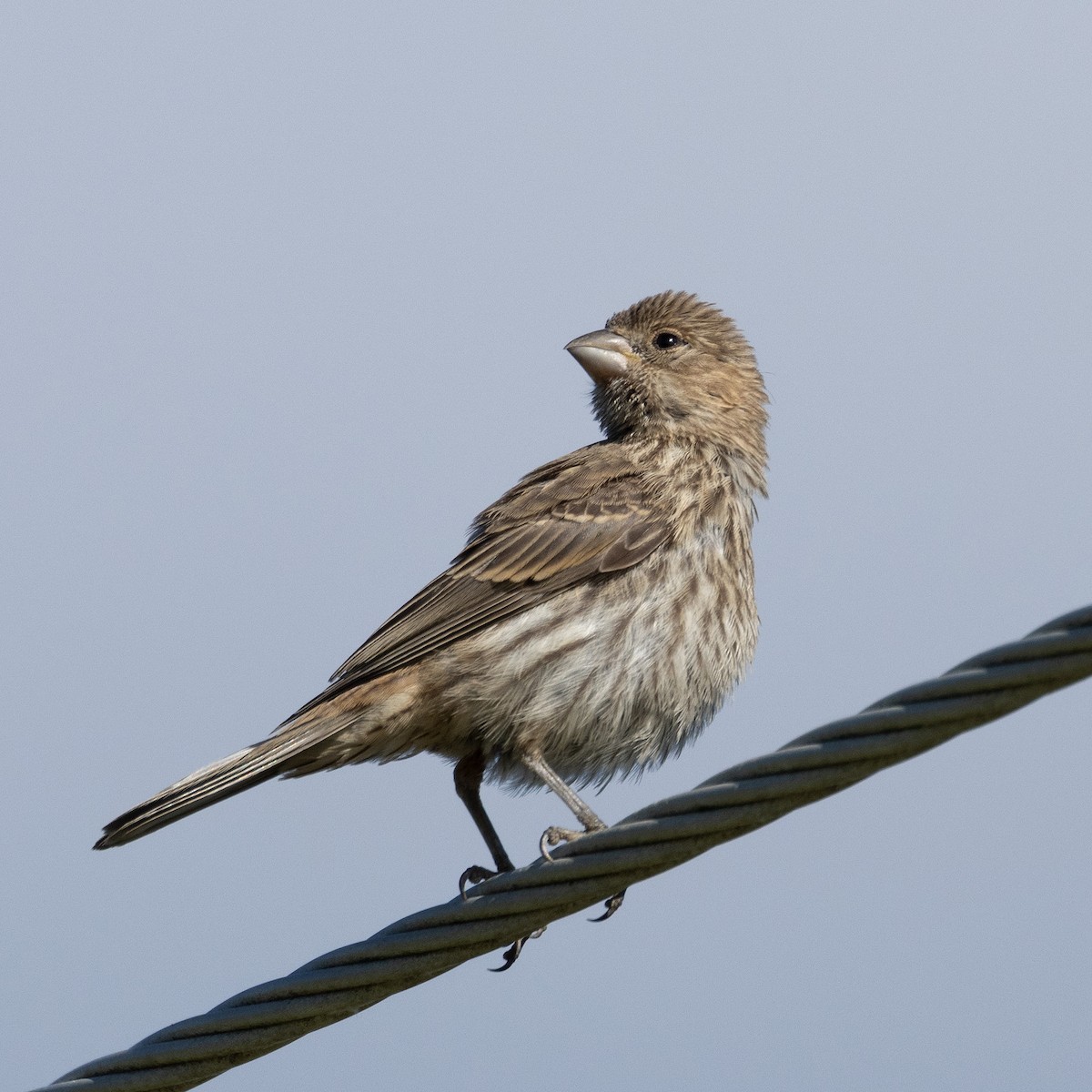 House Finch - ML620301379