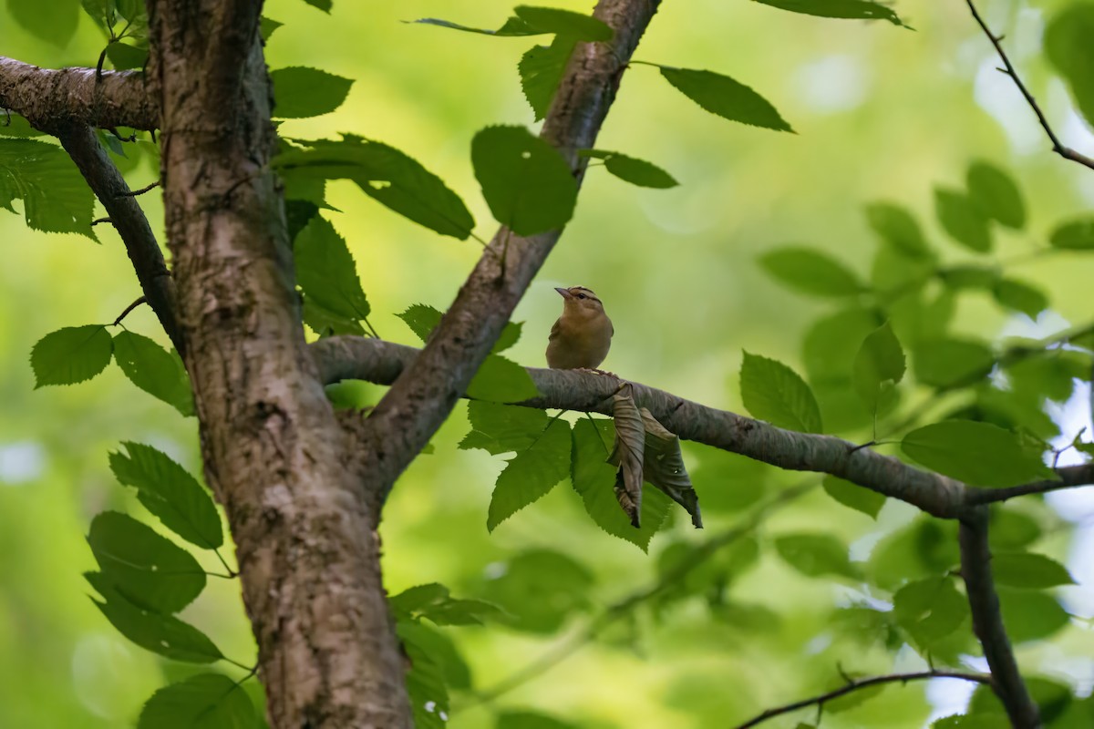 Worm-eating Warbler - ML620301382