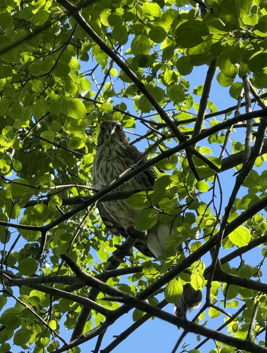 Cooper's Hawk - ML620301387