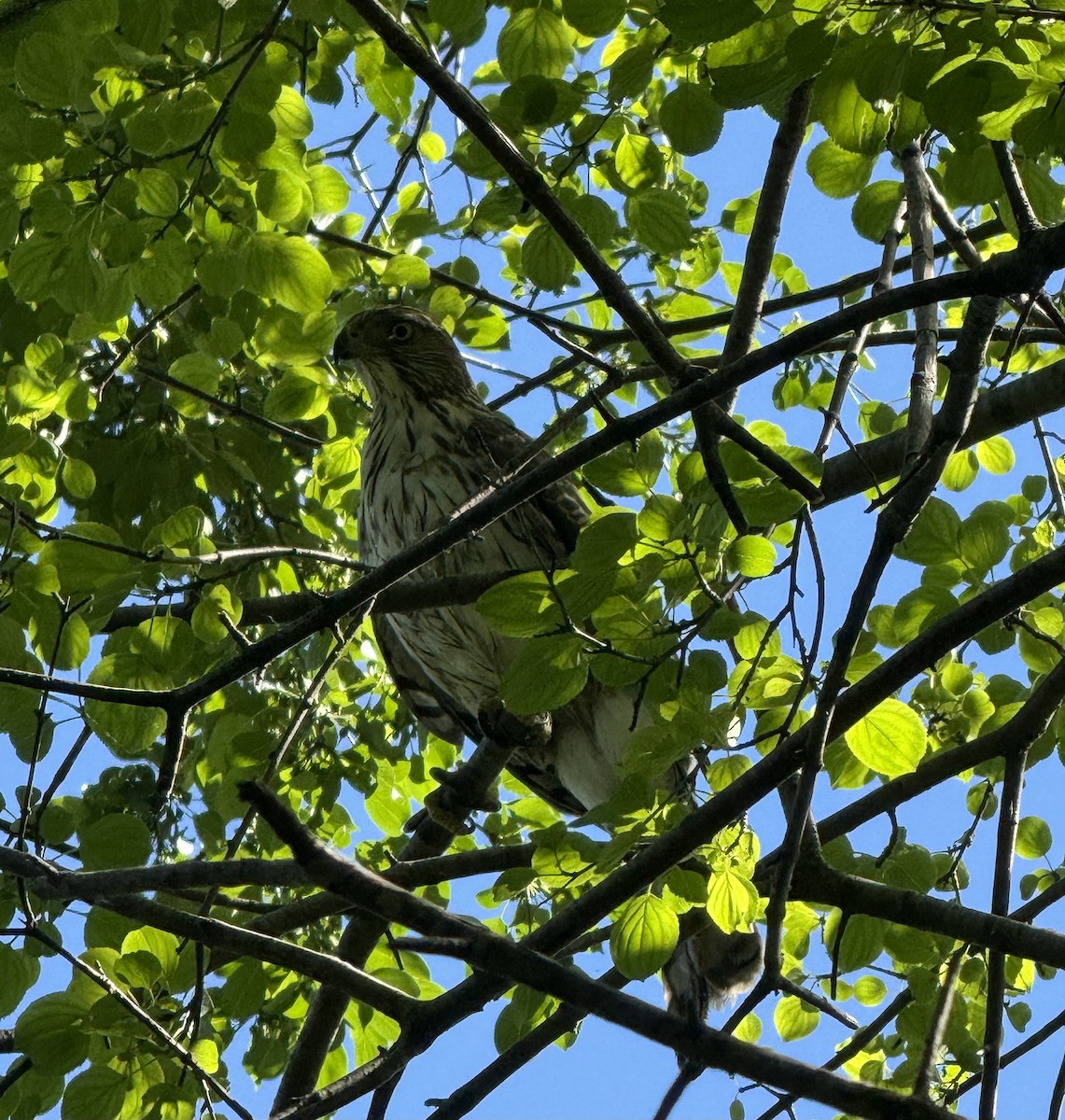 Cooper's Hawk - ML620301388