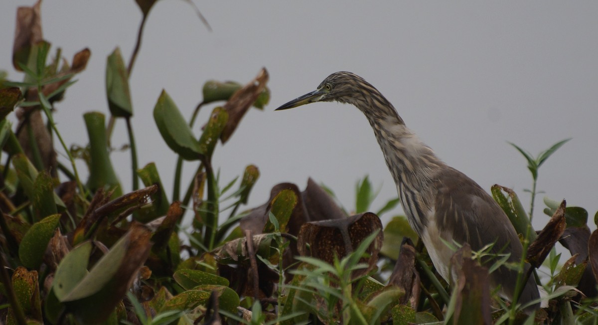 Indian Pond-Heron - ML620301395