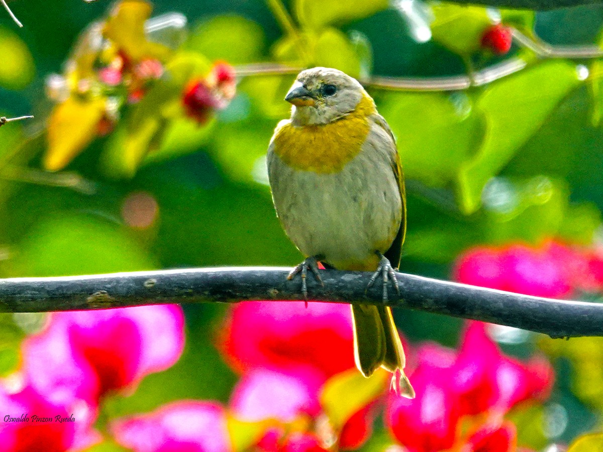 Saffron Finch - ML620301396