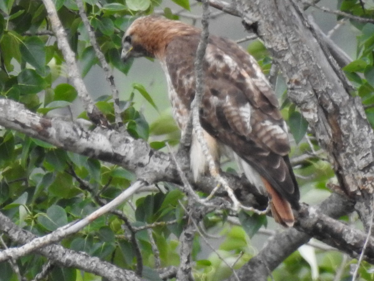 Rotschwanzbussard - ML620301400