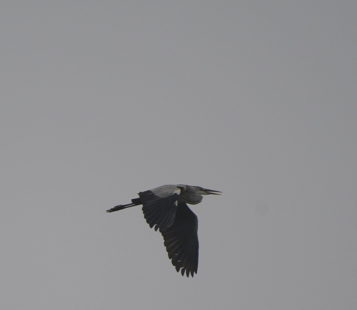 Gray Heron - ML620301401