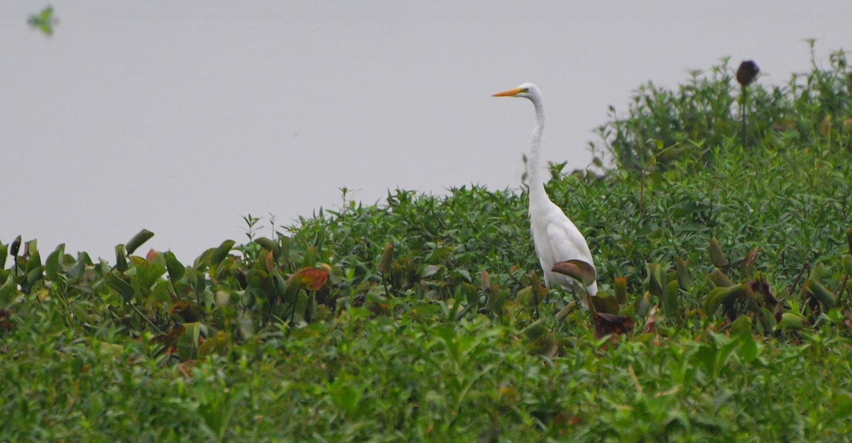 Great Egret - ML620301402