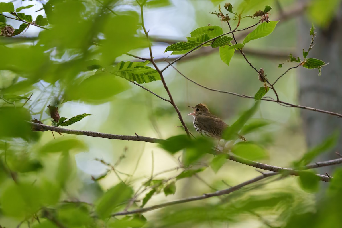 Ovenbird - ML620301406